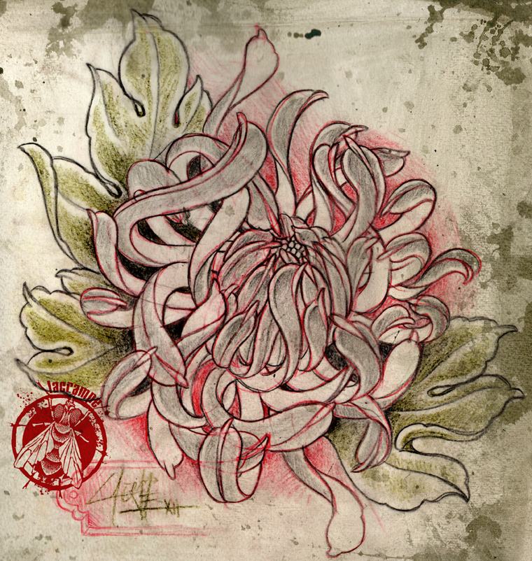 sketch chrysantheme